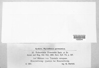 Tuburcinia trientalis image